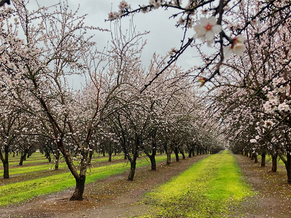 Almond Tree Zone (All You Should Know)- Farmer Planting